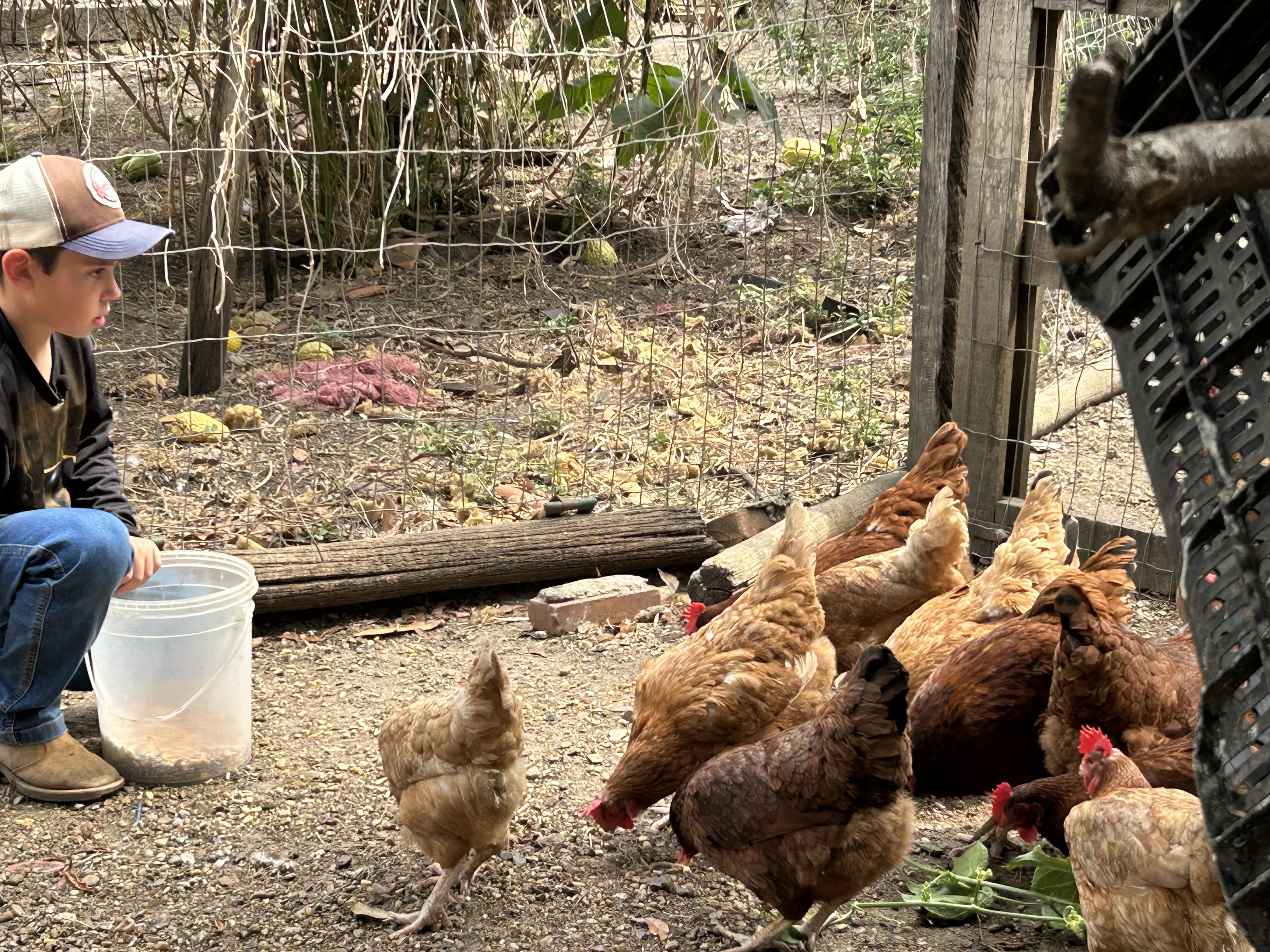 ESPECIAL ][ Pequeno grande produtor: aos 8 anos, empreendedor mirim cria 80 galinhas e planeja carreira internacional no agro